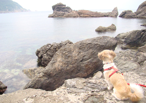 海を見渡すあさり